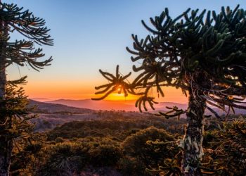 Los Sauces quiere concretar viejo anhelo de contar con un acceso al Parque Nahuelbuta
