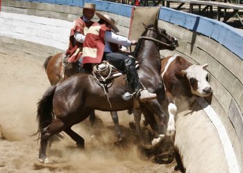 «Es una fiesta tradicional»: Delegado presidencial de La Araucanía defendió práctica del rodeo