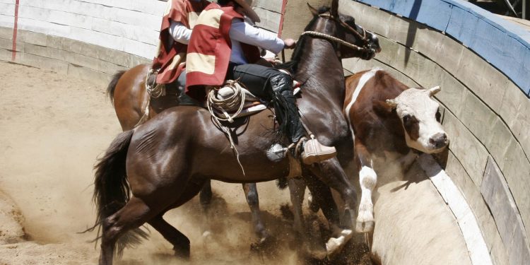 «Es una fiesta tradicional»: Delegado presidencial de La Araucanía defendió práctica del rodeo
