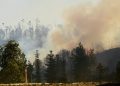 Fuerza de combate de CMPC trabaja en incendios rurales del Biobío y La Araucanía 