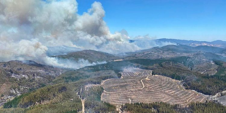 Alcalde de Los Sauces acusa que incendios forestales son «algo intencional» y que han «disparado a Bomberos» 