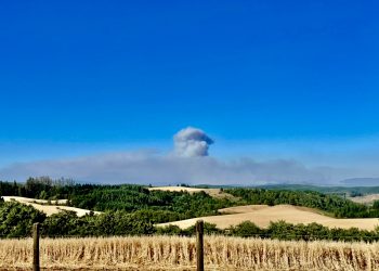 Alerta Roja en Los Sauces y Angol por violento incendio forestal que ya consumió 857 hectáreas 