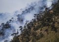 Incendio forestal consume más de 170 hectáreas de Reserva China Muerta: amenaza a Parque Conguillío