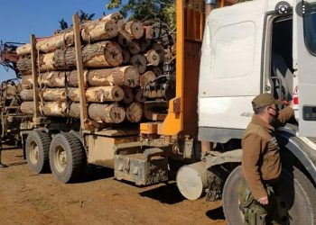 Presidente de la Corma por robo de madera: «No se ha podido detener el robo en flagrancia»