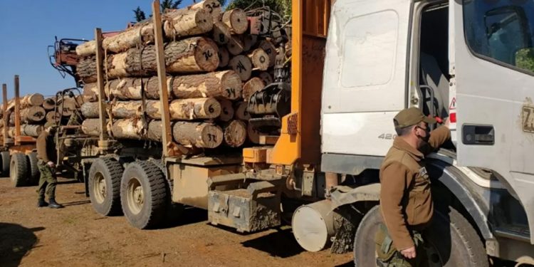 Presidente de la Corma por robo de madera: «No se ha podido detener el robo en flagrancia»