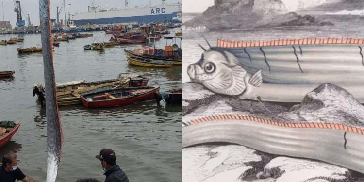 Encuentran un pez remo en Arica: ¿Por qué es presagio de terremotos y catástrofes?
