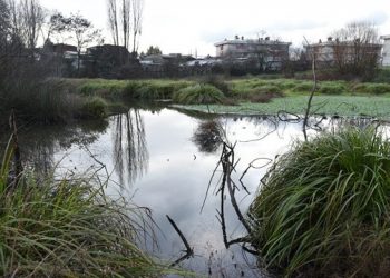 Temuco: Suprema acoge apelación que protege humedal Vegas de Chivilcán y frena obras de inmobiliaria