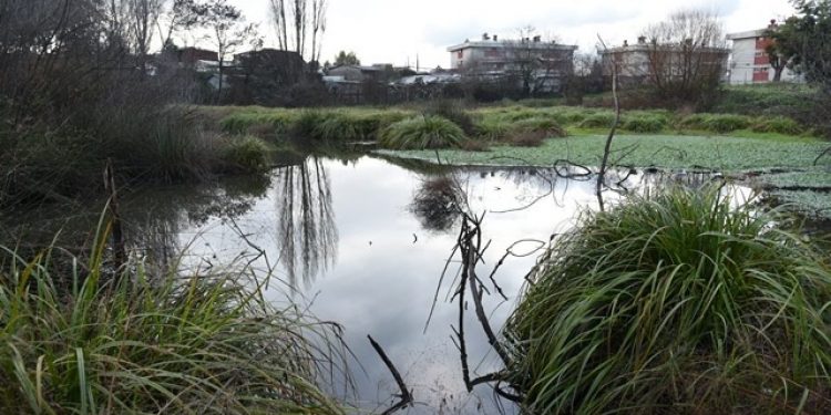 Temuco: Suprema acoge apelación que protege humedal Vegas de Chivilcán y frena obras de inmobiliaria