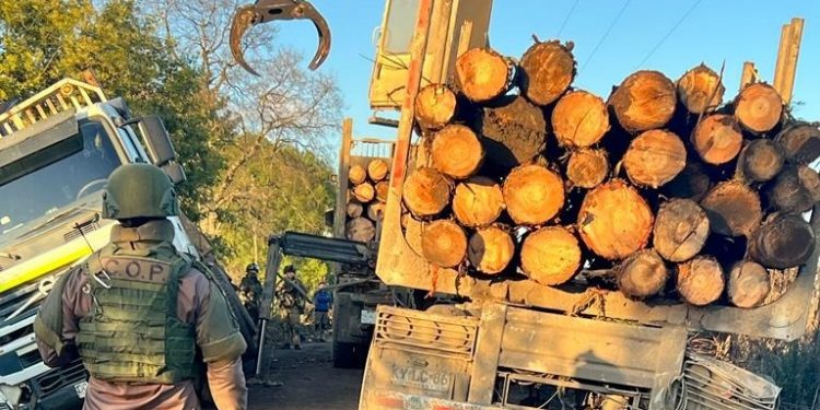 Sorprenden a conductor hurtando madera de Mininco en predio de Victoria: fue detenido