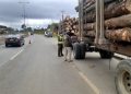 Biobío concentra el 48% de las denuncias por robo de madera de la Macrozona Sur