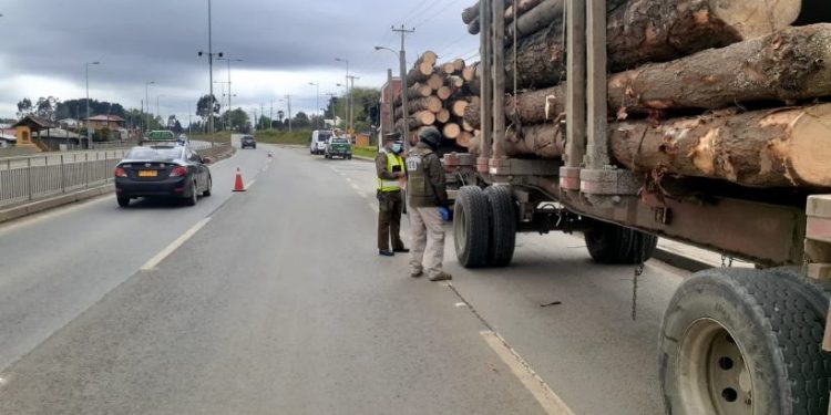 Biobío concentra el 48% de las denuncias por robo de madera de la Macrozona Sur
