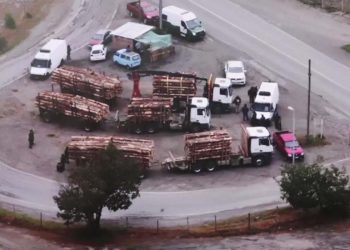 Desbaratan organización dedicada al robo de madera en el Bío Bío y La Araucanía: 12 detenidos