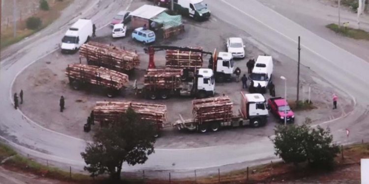 Desbaratan organización dedicada al robo de madera en el Bío Bío y La Araucanía: 12 detenidos