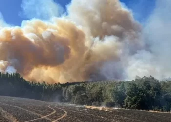 Incendio en Lumaco alcanza las 1.600 hectáreas consumidas