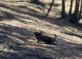 La cara más triste y desoladora de los incendios en Lumaco