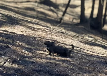 La cara más triste y desoladora de los incendios en Lumaco