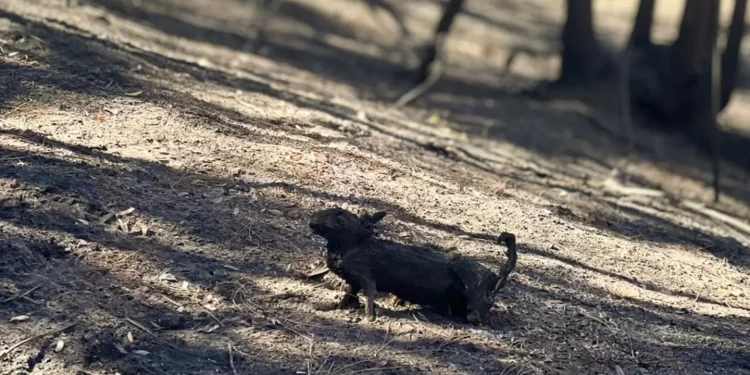 La cara más triste y desoladora de los incendios en Lumaco